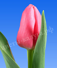 First Rosy